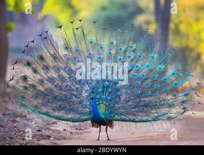 Indische Pfauenvögel (Pavo cristatus), Indien Stockfoto