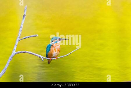 Malachiteisvogel (Corythornis cristatus), Indien Stockfoto