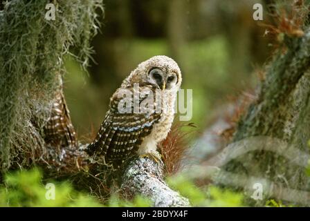 Barred Owl Jungling Stockfoto