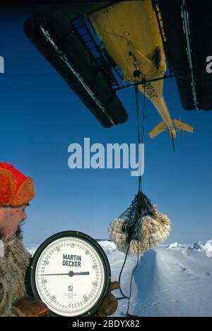 Polarbären-Forschung Stockfoto