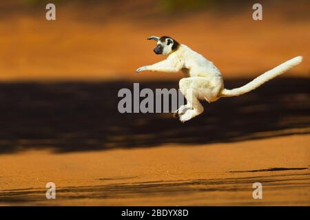 Verreauxs sifaka (Propithecus verreauxi) springen, Madagaskar Stockfoto