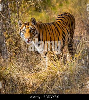 Bengaltiger (Panthera tigris) unter Gras, Indien Stockfoto