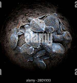 Grüne Meeresschildkröte (Chelonia mydas) schlüpft, Costa Rica Stockfoto