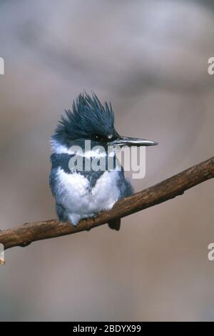 Belted Kingfisher Stockfoto