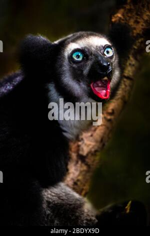 Schwarze Indri (Indri indri) unter den Zweigen, Madagaskar Stockfoto