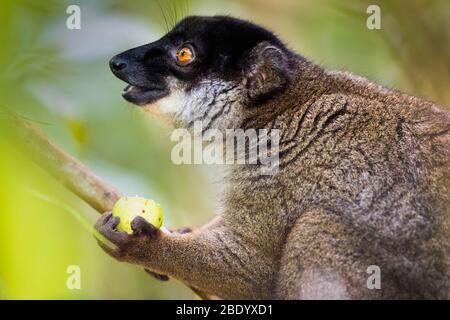 Gewöhnlicher brauner Lemur (Eulemur fulvus), der Früchte isst, Madagaskar Stockfoto