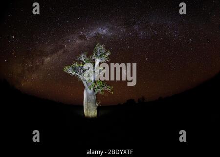 Blick auf Baobab Baum in der Nacht unter Sternenhimmel mit Milchstraße, Madagaskar Stockfoto