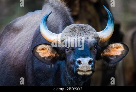 Porträt von Indischer Bisons, Indien Stockfoto