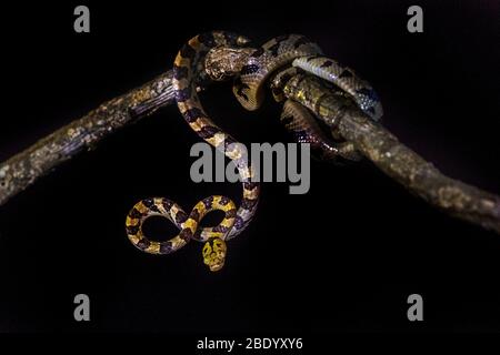Blick auf Schlange auf Ast, Madagaskar Stockfoto