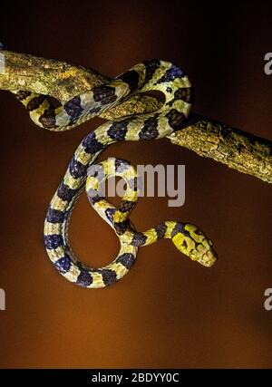 Blick auf Schlange auf Ast, Madagaskar Stockfoto