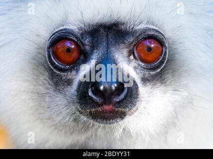 Nahaufnahme des goldenen Diademed-Sifaka (Propithecus diadema), Madagaskar Stockfoto