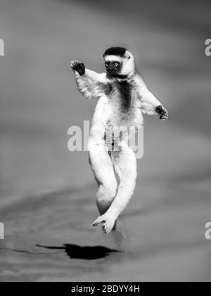 Blick auf Verreauxs sifaka (Propithecus verreauxi) springen, Madagaskar Stockfoto