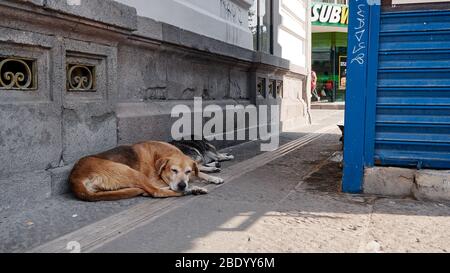 Verlassene Straßenhunde während der Kontingenz für Covid-19 in Puebla de Zaragoza, Mexiko, im April 9, 2020 Stockfoto