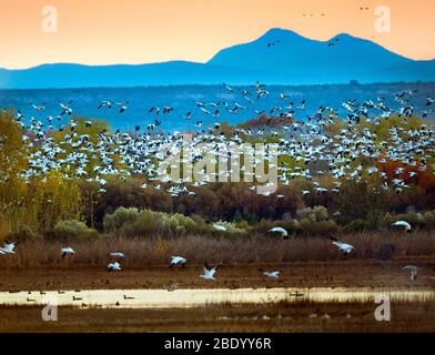 Herde von Schneeggänsen, Soccoro, New Mexico, USA Stockfoto