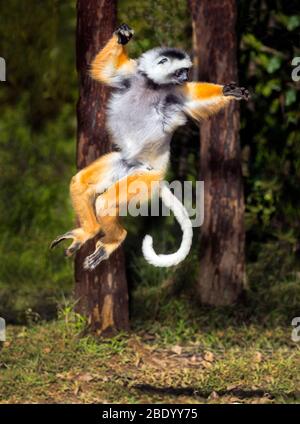 Blick auf den goldenen Diademed Sifaka (Propithecus diadema) springen, Madagaskar Stockfoto