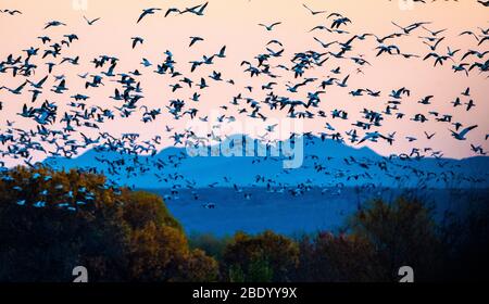 Herde von Schneegänsen im Flug, Soccoro, New Mexico, USA Stockfoto