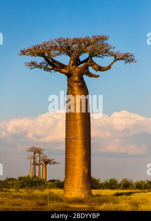 Baobab Baum gegen bewölkten Himmel, Morondava, Madagaskar Stockfoto