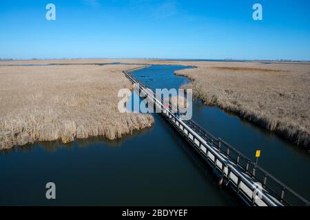 Blick auf den Point Pelee National Park Marsh Boardwalk im Frühling Stockfoto