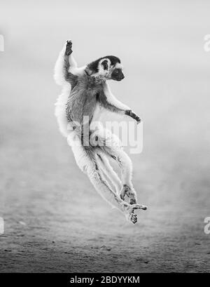 Nahaufnahme von Verreauxs sifaka (Propithecus verreauxi), Madagaskar Stockfoto