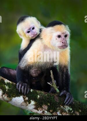 Zwei Kapuzineraffen, Costa Rica Stockfoto