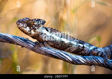 Oustaletss chameleon (Furcifer oustaleti) an Baumzweig, Madagaskar Stockfoto