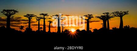 Avenue of Baobabs, Morondava, Madagaskar Stockfoto