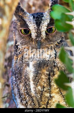 Nahaufnahme der madagassischen Vogelscheuche (Otus rutilus), Madagaskar Stockfoto