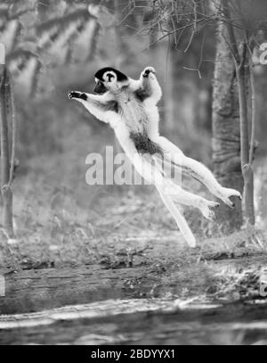 Verreauxs sifaka (Propithecus verreauxi) oder tanzender Sifaka-Springen, Madagaskar Stockfoto