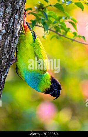 Sittich mit schwarzem Kapuze auf Baumstamm, Pantanal, Brasilien Stockfoto