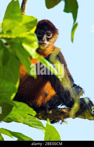 Spinnenaffe auf Baumzweig, Costa Rica Stockfoto