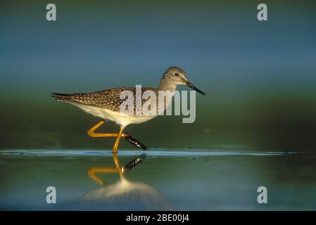 Weniger Yellowlegs Stockfoto