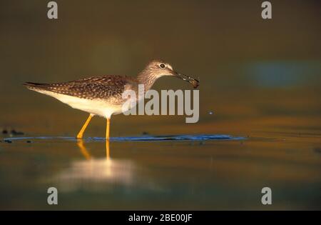 Weniger Yellowlegs Stockfoto