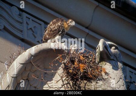 Rot - angebundener Falke Stockfoto