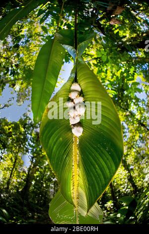 Honduranische weiße Fledermaus (Ectophylla alba), Sarapiqui, Costa Rica Stockfoto