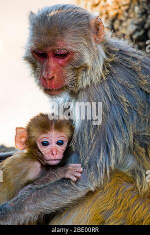 Rhesus macaque (Macaca mulatta) Erwachsene und junge, Indien Stockfoto