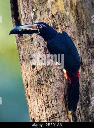 Halsbandaracari (Pteroglossus torquatus), Sarapiqui, Costa Rica Stockfoto