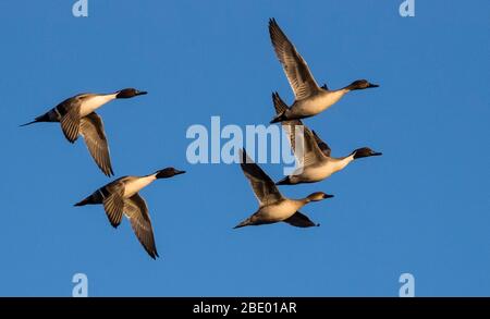 Gruppe fliegender Nordzipfenenten (Anas acuta), Soccoro, New Mexico, USA Stockfoto