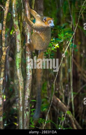 Gekrönter Lemur (Eulemur coronatus), Palmarium, Madagaskar Stockfoto