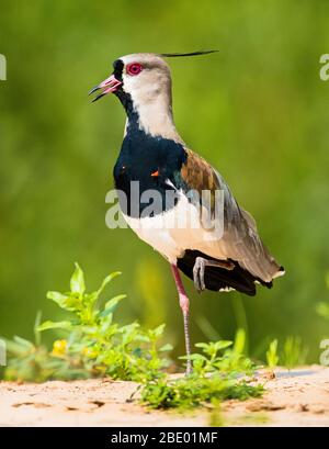 Südliche Kiebitz (Vanellus chilensis), Pantanal, Brasilien Stockfoto