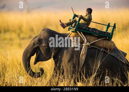 Indischer Elefant (Elephas maximus indicus) und Mahout, Indien Stockfoto