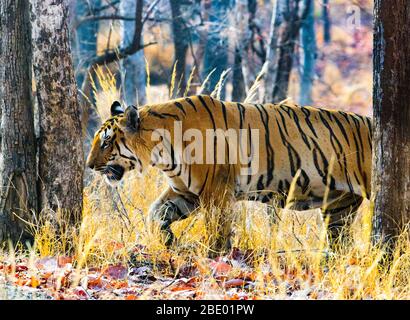 Bengaler Tiger (Panthera tigris tigris) unter Bäumen, Indien Stockfoto