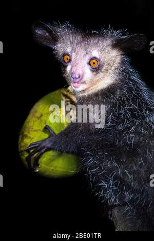 Nahaufnahme von aye-aye (Daubentonia madagascariensis) mit Früchten, Palmarium, Madagaskar Stockfoto