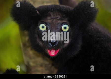 Nahaufnahme von schwarzem Lemur (Eulemur macaco), Palmarium, Madagaskar Stockfoto