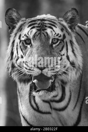 Nahaufnahme eines bengalischen Tigers (Panthera tigris tigris), Indien Stockfoto