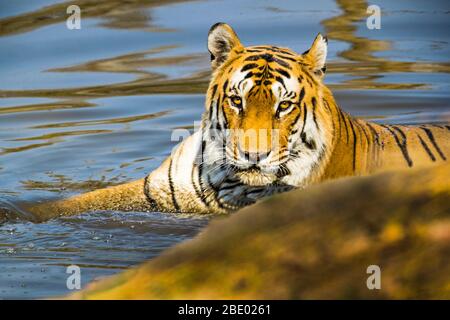 Nahaufnahme eines bengalischen Tigers (Panthera tigris tigris) im Wasser, Indien Stockfoto