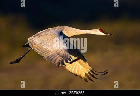 Sandhill-Kran (Antigone canadensis) im Flug, Soccoro, New Mexico, USA Stockfoto