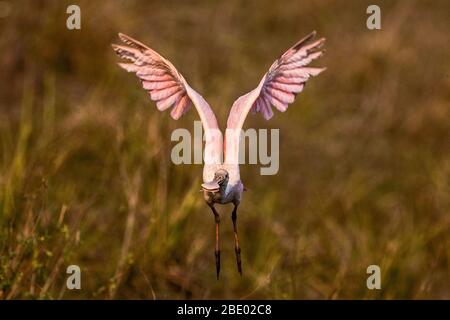 Roseat-Löffler (Platalea ajaja) im Flug, Pantanal, Brasilien Stockfoto