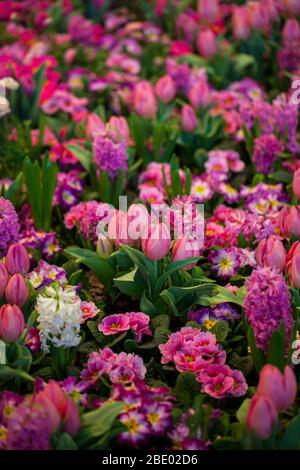 Bunte Tulpen, Hyacinthus, Narcissus, Primula, Ranunculus Blumenbeete in der Internationalen Grünen Woche, Messe Berlin, 2020 Stockfoto