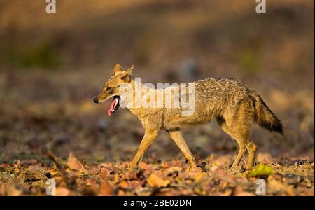 Nahaufnahme des indischen Schakals (Canis aureus indicus), Indien Stockfoto