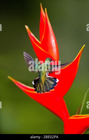 Feuriger Kolibri (Panterpe insignis) fliegt in Richtung roter Wildblume, Sarapiqui, Costa Rica Stockfoto